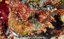 scorpion beauty Nikon D200 Nikol 60 mm SEA&SEA Housing YS... by Carsten Schroeder 